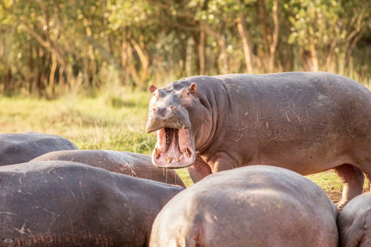 St Lucia Estuary Hippo Yawning