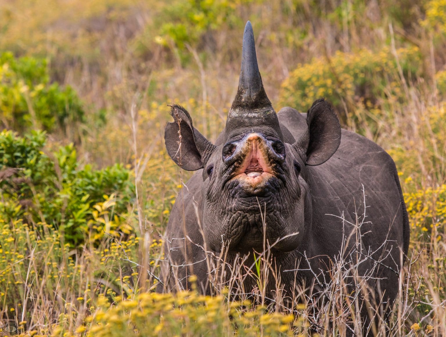 isimangaliso wetland park,Cape Vidal Black Rhino