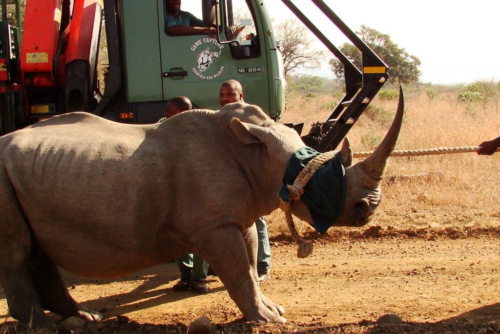 rhino being walked