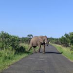 Lovely elephant sighting on cape vidal day safari tour