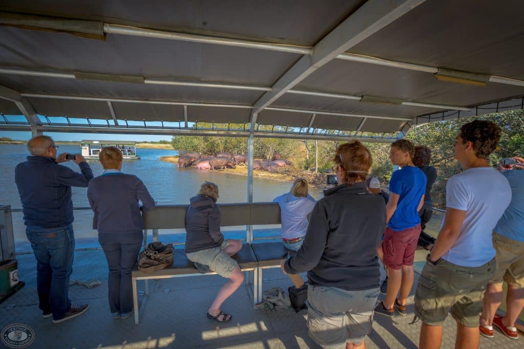shoreline hippo sightings