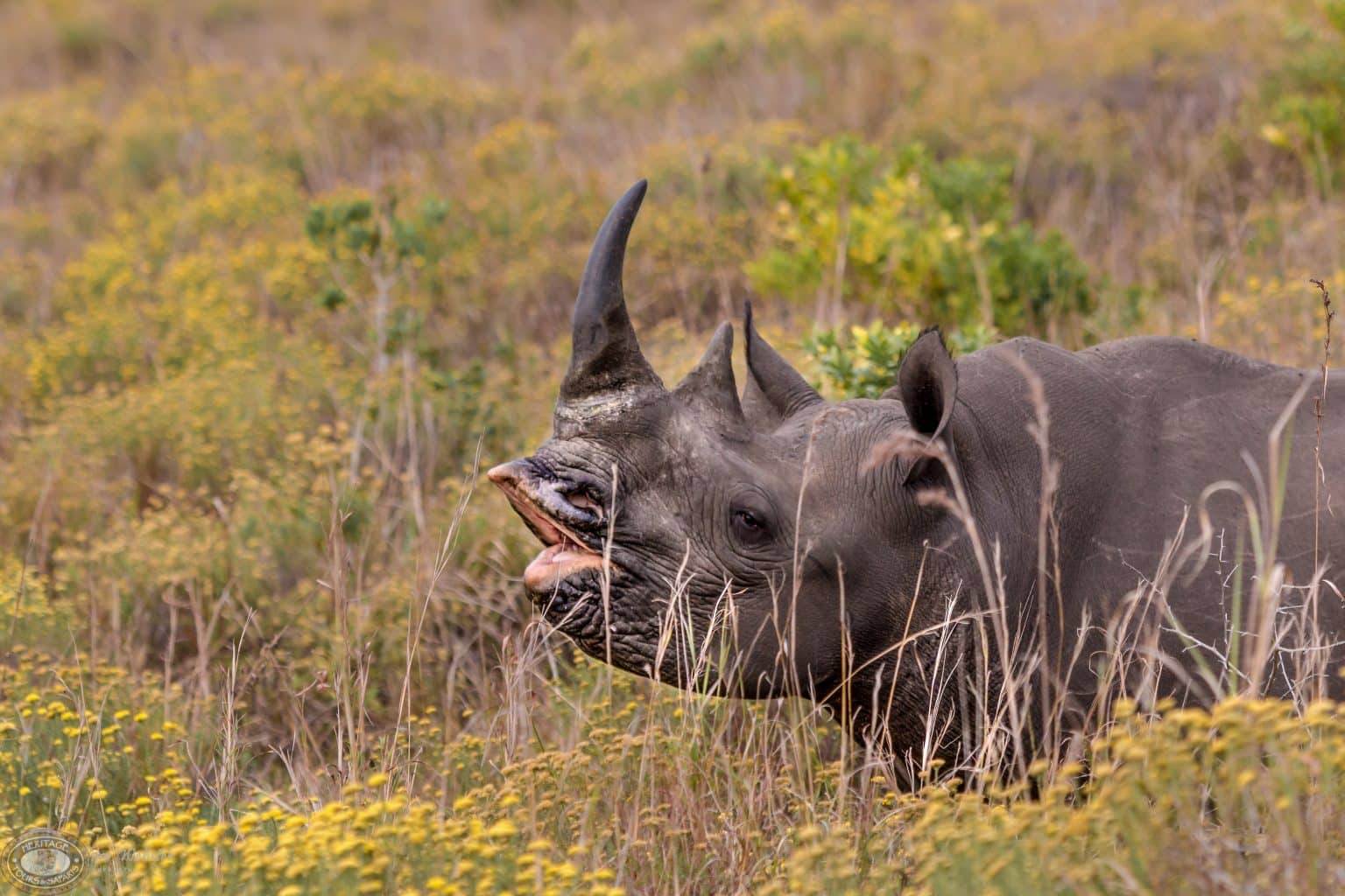 which town in south africa has the most wildlife, St Lucia KwaZulu Natal South Africa Which Town in South Africa has the most Wildlife
