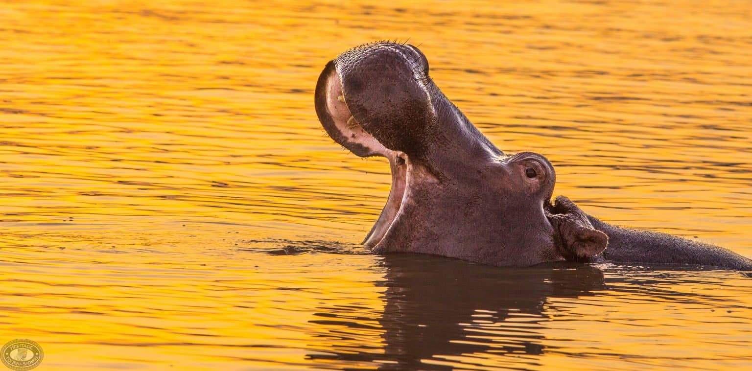 Best Time to Visit St Lucia South Africa