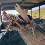 isimangaliso wetland park safari packages
