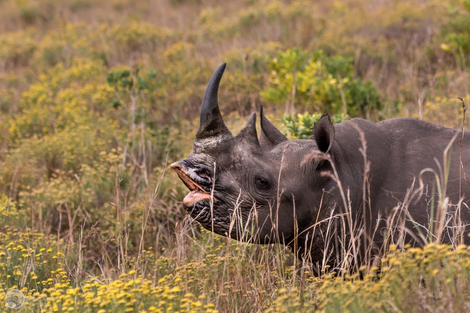 Why Choose Kruger and Hluhluwe Parks