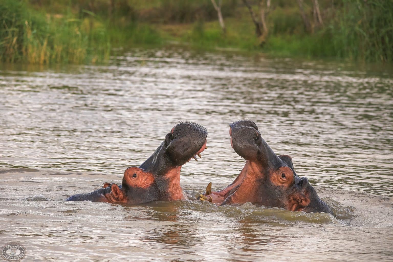 Hippos of St Lucia, KZN