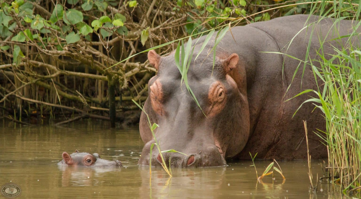 Why St Lucia Is the Best Place to See Hippos