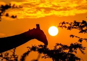 Guided Safari Packages to Kruger and Hluhluwe Parks