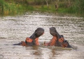 Hippos of St Lucia, KZN