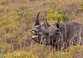 Which Town in South Africa has the most Wildlife